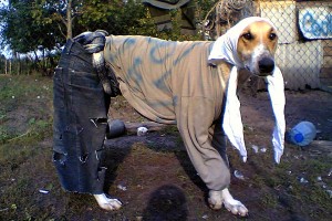 Одежда для собак делится на выходную, прогулочную и рабочую