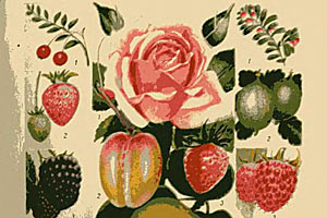 Плоды и цветы — Домоводство, г. 1957