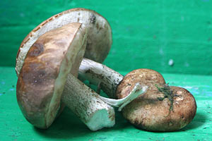 К середине августа в Подмосковье появились настоящие грибы.