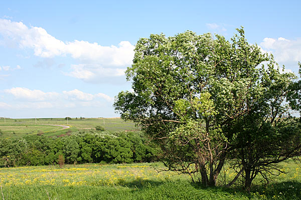 Типовой пейзаж Центрального нечерноземья. Орловская область. 2006 год.