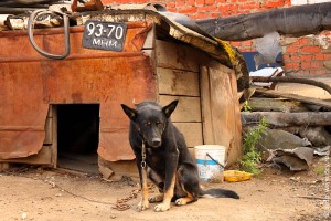 Охранная собака в будке, госномер 93-70 МНМ