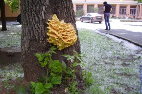 Съедобно выглядящие грибы в центре Москвы.