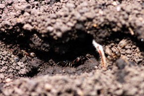 Муравьи на муравьиной дорожке.