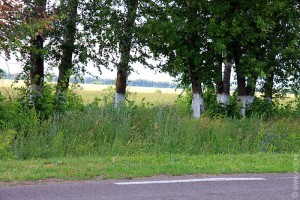 Белые стволы деревьев в Курской области.