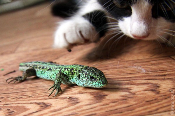 Кошка с интересом осматривает ящерку.