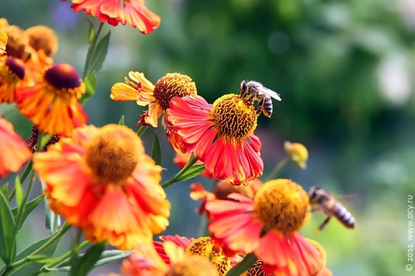 Пчёлы на осенних цветах.