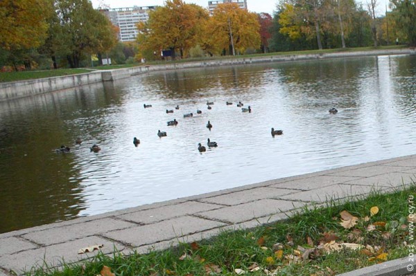Осенью в парке. Новогиреево. 2011 год.