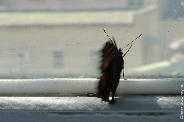 Творческий подход. Бабочка на стекле. 2012 год.