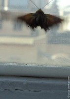 Творческий подход. Бабочка на стекле. 2012 год.
