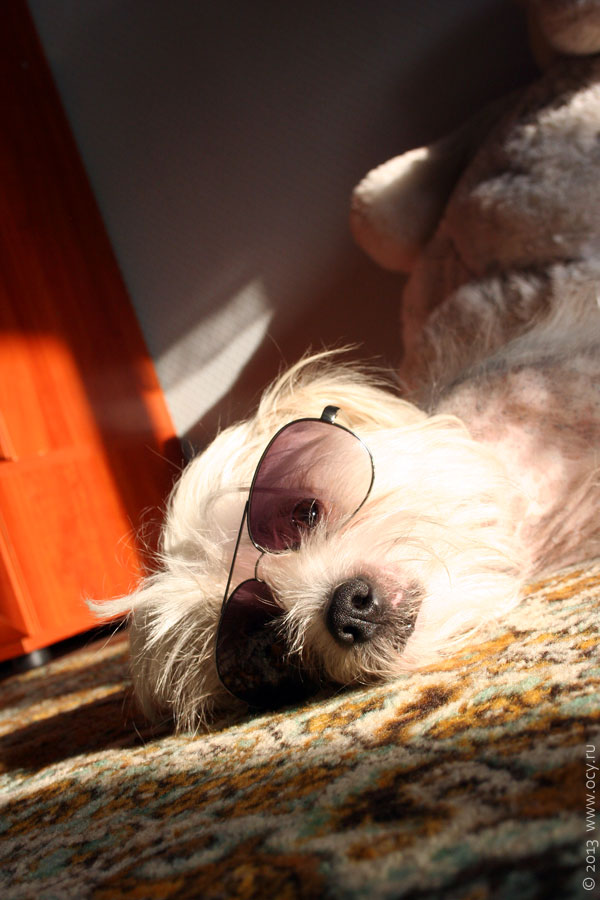 Собака Пифа в очках.