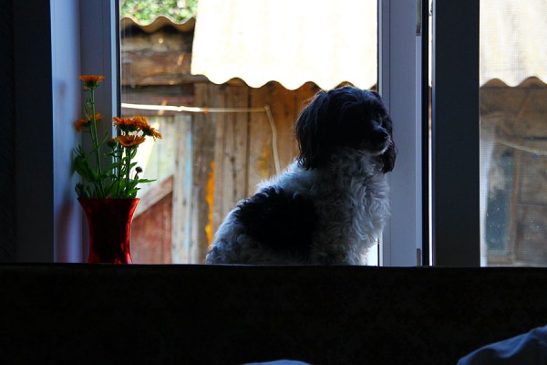 Собака Бьяна у окна.