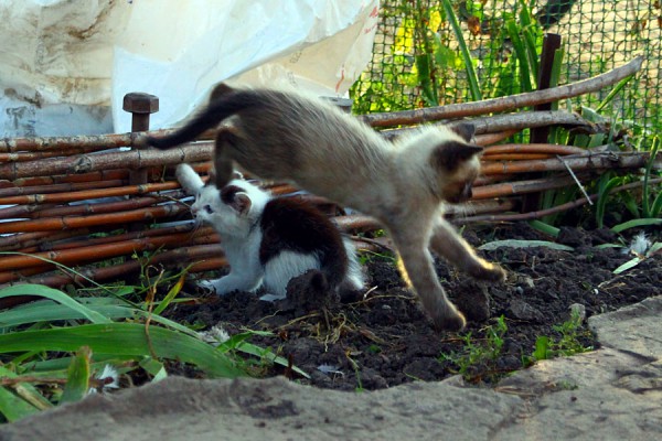 Котята Катя и Миша играют.